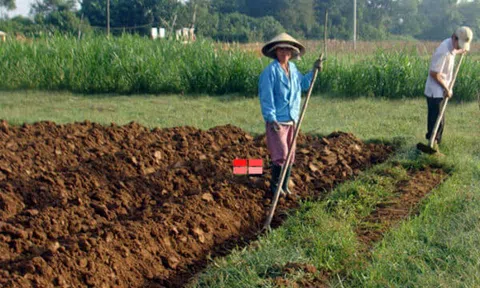 Thủ tục chuyển đất trồng lúa sang đất trồng cây hàng năm