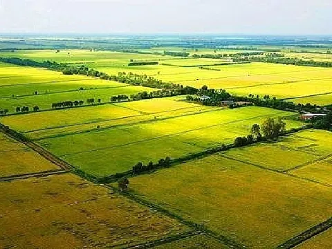 Long An được chuyển đổi mục đích đất đồng lúa sang đất phi nông nghiệp