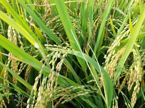 Thương vụ Việt Nam khẩn cấp vào cuộc vụ gạo Việt bị đăng ký ở Úc