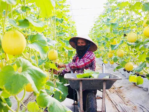 Gỡ rào cản cho nông sản an toàn