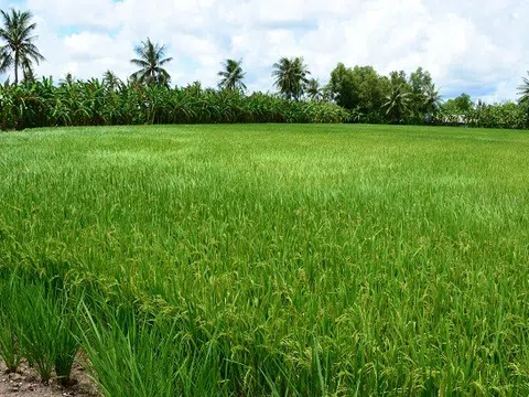 Cà Mau thu hồi 3 nhãn hiệu gạo do người dân ít trồng